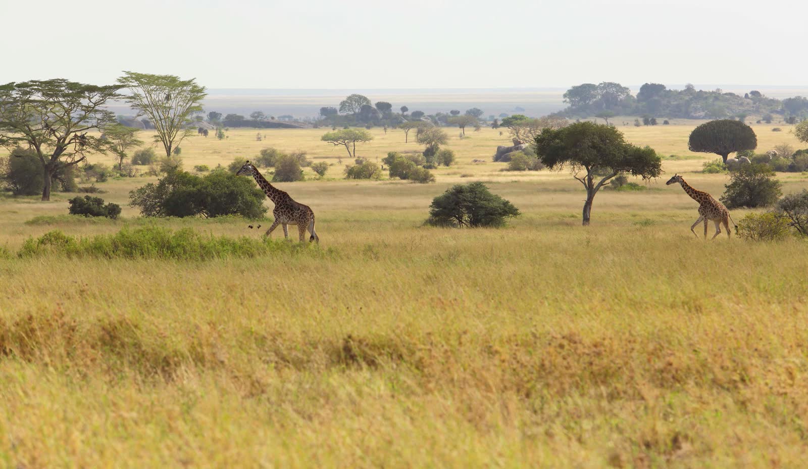 Giraffes on the Serengeti plains, Tanzania mainland