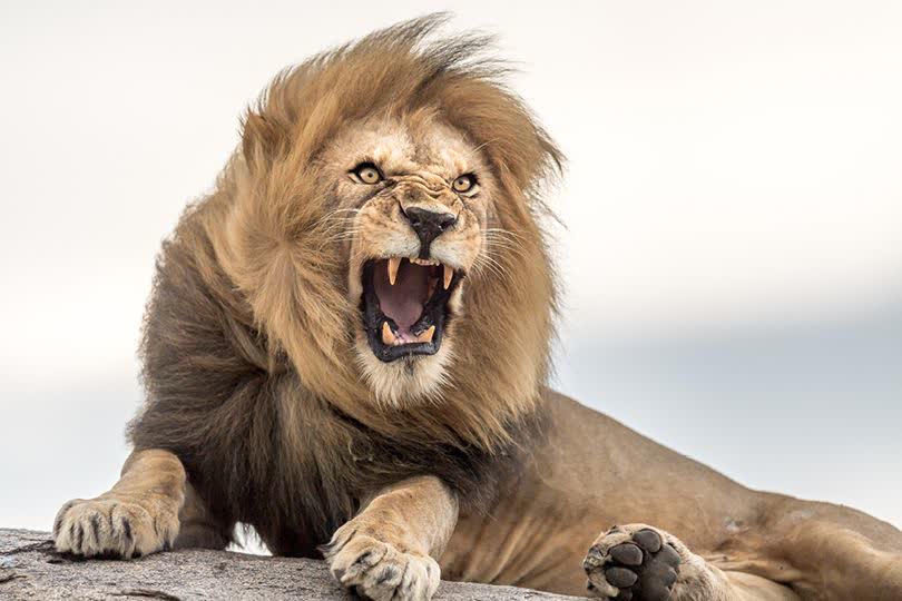Lion in the Serengeti
