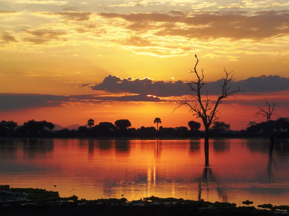 Wildlife in Selous